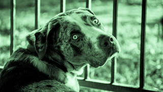 Illustration for article titled Your Essential Oil Diffuser Could Make Your Pets Sick